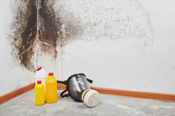 Reliable Fairbury, IL Mold Removal Solutions