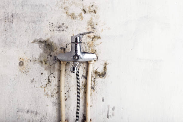 Best Mold Remediation Services  in Fairbury, IL