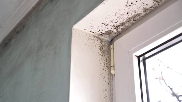 Best Mold Removal and Inspection  in Fairbury, IL