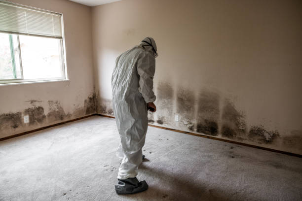 Best Mold Testing  in Fairbury, IL