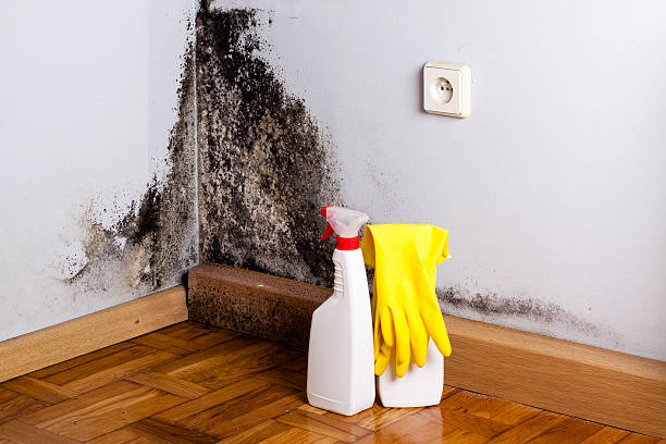 Best Home Mold Removal  in Fairbury, IL
