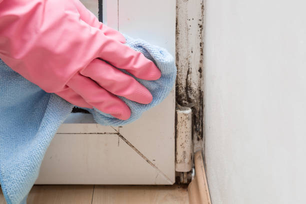 Home Mold Removal in Fairbury, IL