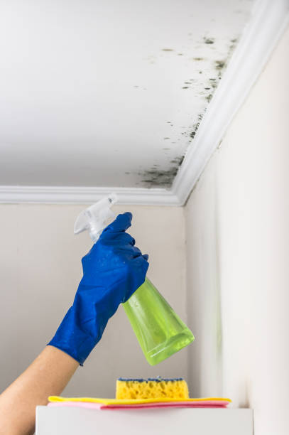 Best Mold Cleaning Services  in Fairbury, IL